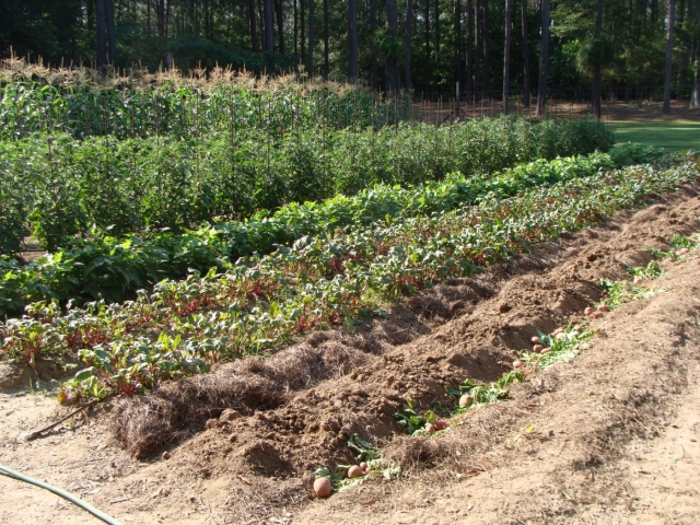 A row of vegetables in a field with a hose.