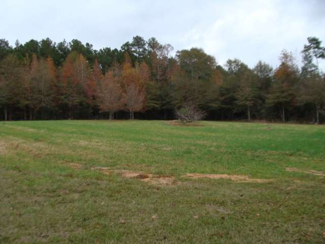 A large field with trees in the background.
