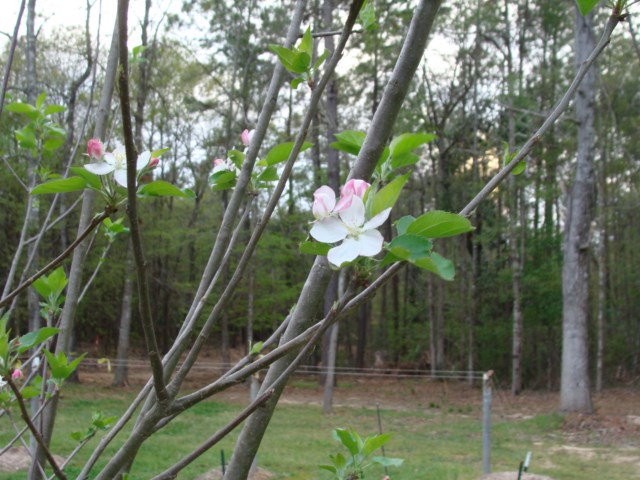 An apple tree with white blossoms in the yard.