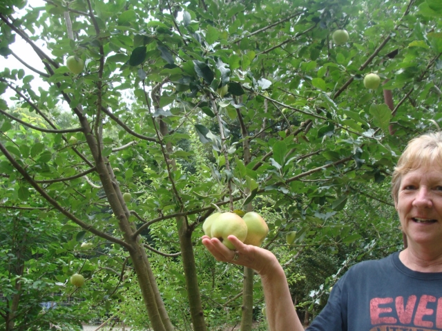 A woman holding an apple in front of a tree.