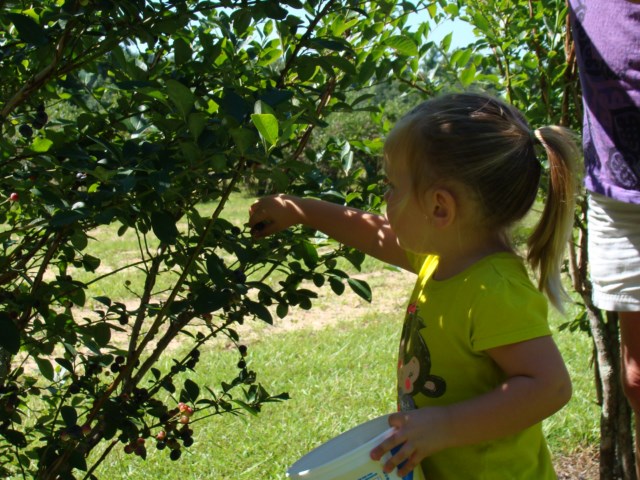 A little girl picking berries from a bush.