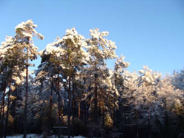 Snow covered pine trees in a wooded area.