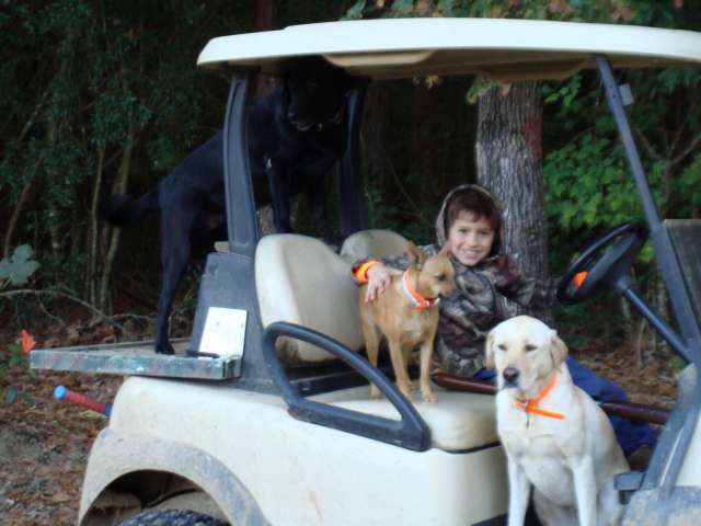 A boy sits in a golf cart with two dogs.