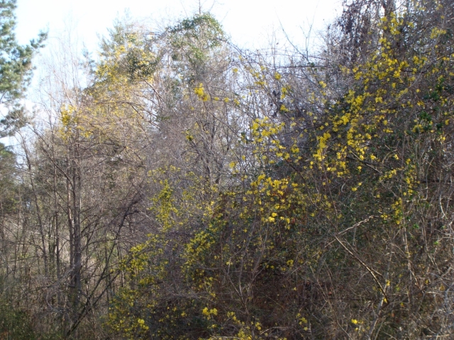 Yellow flowers growing on a tree in the woods.