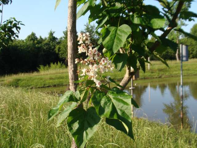 A tree with white flowers near a pond.