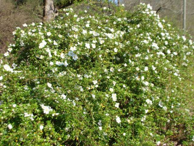 A bush with white flowers in the middle of the road.