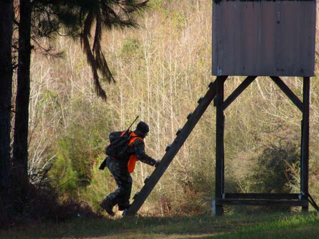 A hunter climbing up a ladder to a hunting stand.
