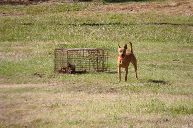 A dog standing next to a cage with a mouse in it.