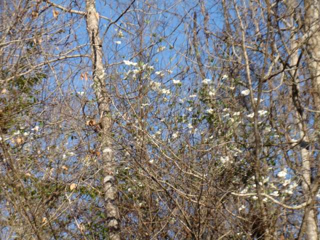 White flowers on a tree with no leaves.