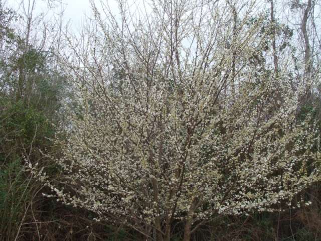 A tree with white flowers in the middle of a field.