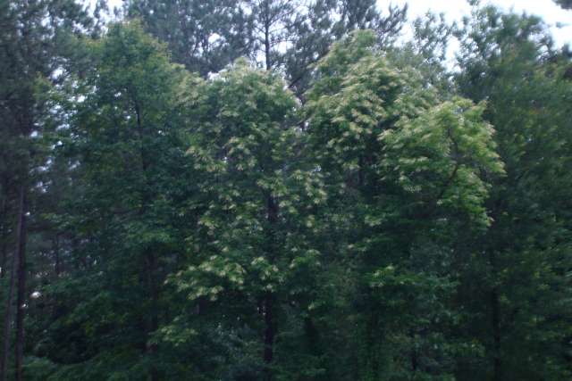 A group of trees in a wooded area.