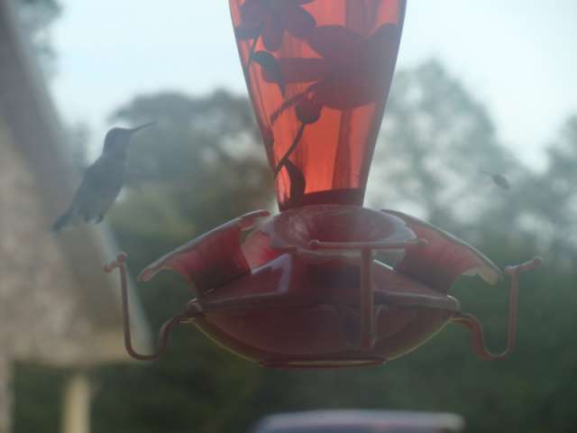 A hummingbird is flying around a feeder.