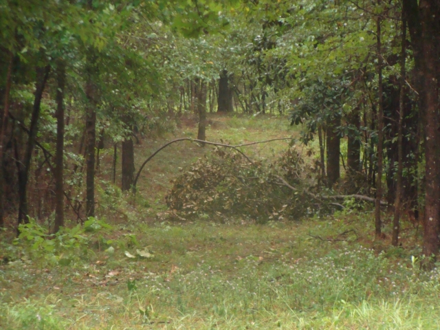 A fallen tree in a wooded area.