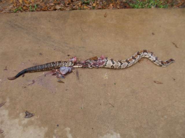 A snake with a dead body on the ground.