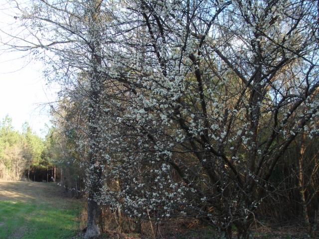 A white flowering tree in a wooded area.