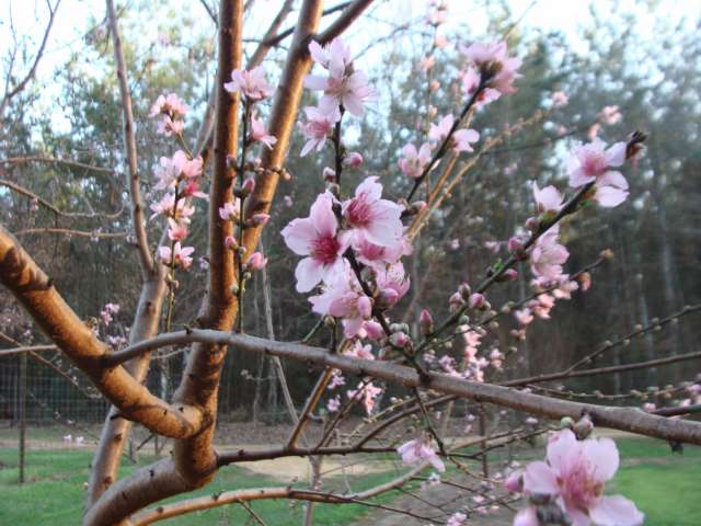 A tree with pink blossoms in the spring.