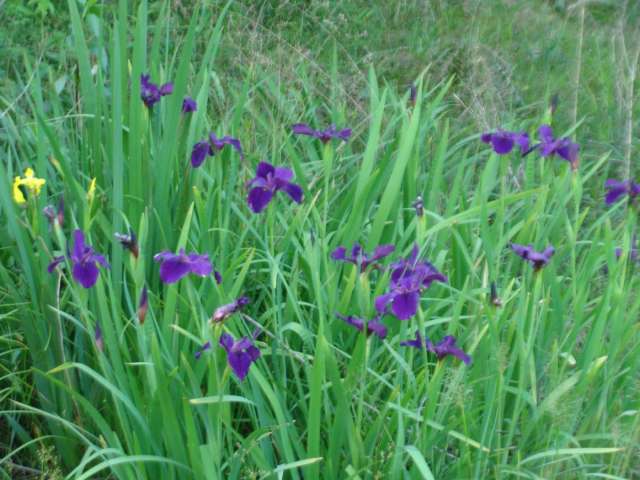 Purple irises in a field of tall grass.