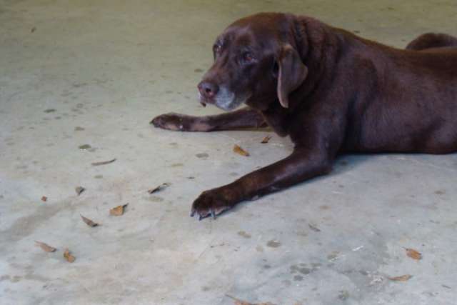 A brown dog laying on the ground.