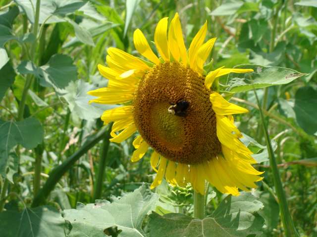 A bee sits on a sunflower in a field.