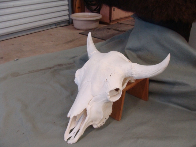 A white cow skull on a wooden stand.