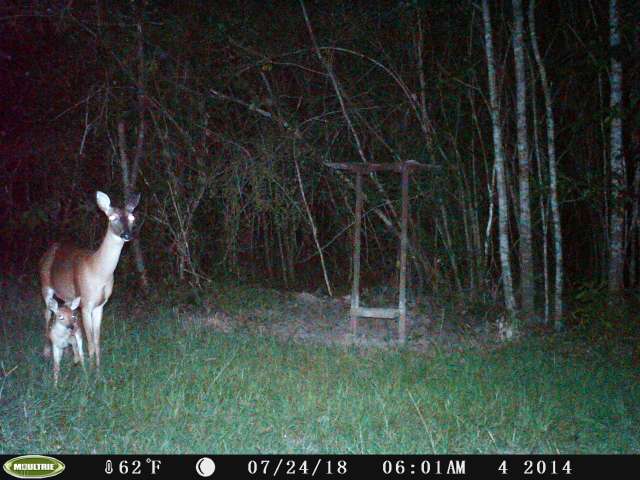 A deer and a fawn standing in the woods at night.