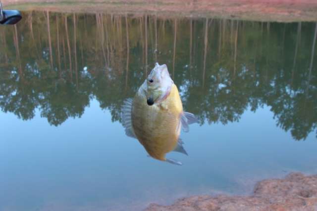 A bluegill is hanging from a fishing pole in a pond.