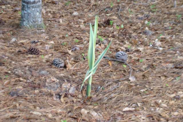 A plant growing out of the ground with pine cones.