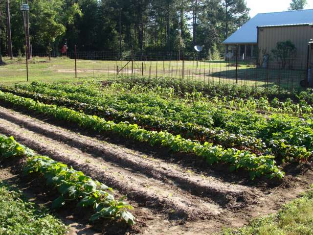 A vegetable garden with rows of plants.
